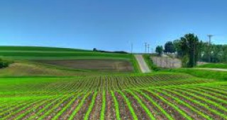 90% от пролетниците във Видинско са царевица и слънчоглед