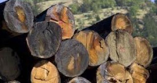 В Смолянско функционират 167 от регистрирани 383 дървопреработвателни предприятия