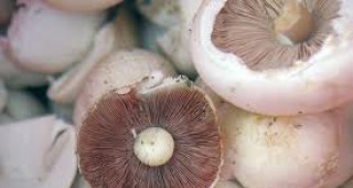 Печурки без срок за годност са конфискувани от хипермаркет в Пловдив