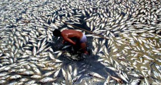 1 милион мъртви риби край калифорнийско пристанище