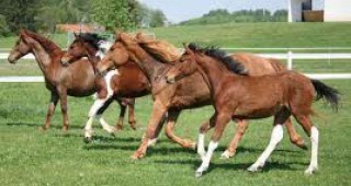 С 55 коня разполага Конната база във великотърновското село Арбанаси