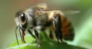 ООН изрази загриженост заради огромния спад на броя на пчелите по света