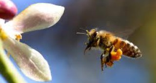 ООН: Пчелите по света ще продължат да намаляват