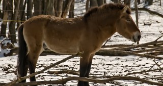 Зоопаркът в Добрич съхранява и развъжда ценната порода коне на Пржевалски
