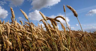 Цената на пшеницата продължава да пада