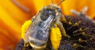 Пчелите изчезват: Апокалипсис… скоро?