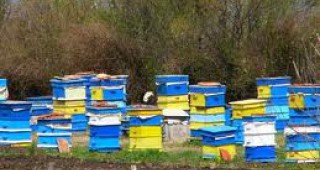 Временно се спира кандидатстването за закупуване на пчелни кошери