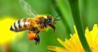 Доц. д-р Първан Първанов: Няма еднозначен отговор за измирането на пчелите