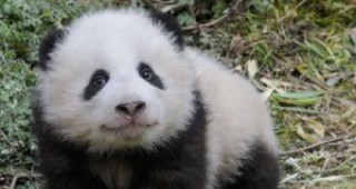 Жителите на Атланта видяха за първи път пандата По