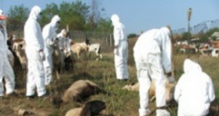 Разчистват тонове животински кости край Хасково