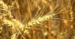 Сърбия забрани износа на брашно и пшеница