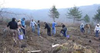 Залесяват 60 декара нова гора край Асеновград