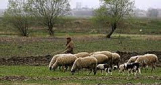 Овцевъди от Девинско разпродават стадата си