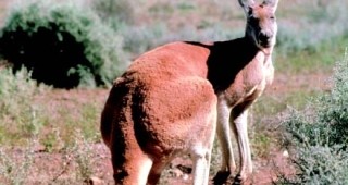 Австралийците ще ядат кенгура, за да пазят климата