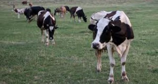 143 крави са с положителни проби за шап в община Средец