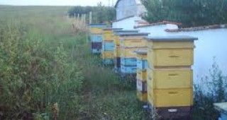 Доц. д-р Първан Първанов: Пчелите няма да изчезнат, въпреки 