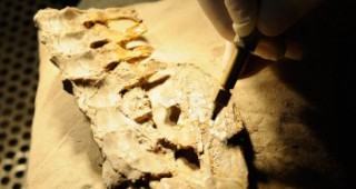 Откриха фосили от най-едрия месояден динозавър