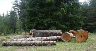 Откриха незаконна дървесина в работилница в Разложко