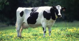 Започват консултации и връчване на предписания във фермите за производство на сурово краве мляко в страната