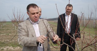 Министър Найденов заряза праскови в Царацово
