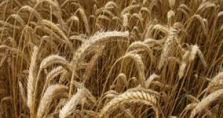 Русия закъсня с връщането си на световния пазар на зърно