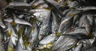 Поскъпване на масовите видове риба очакват експерти през лятото