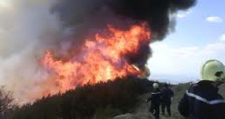 200 дка иглолистна гора изгоряха при пожар край Сатовча