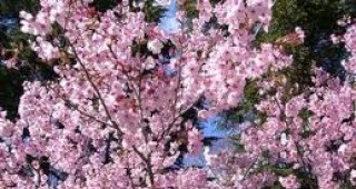 Откриха сезонът на цъфналите вишни в Япония