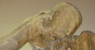 Откриха кости от мамут в Калифорния