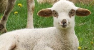 13-ти Световен шампионат по стригане на овце в Норвегия