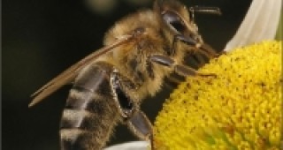 Пчелите могат да броят до четири