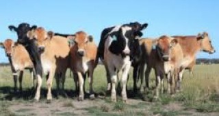Земеделското министерство е готово със схемата за компенсиране на животновъдите в Бургаска област