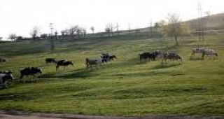 Парите за компенсация на животновъдите в Бургаско ще бъдат отпуснати от БАБХ и ДФЗ