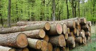 МЗХ иска 5 млн. лв. обезщетение за дърводобив в 