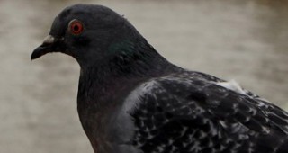 Тъмните пера гарантират по-добро здраве на птиците