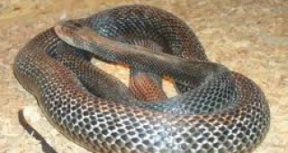 Показват най-отровните змии на изложба в Перник
