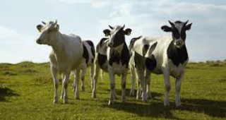 ГМО крави дават човешка кърма
