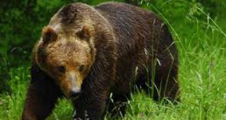 Садят 1000 плодни дръвчета в Смолянско, за да изгонят мечките от населените места