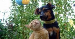 Кучетата и котките в Бургас болни от смъртоносна болест