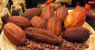 Кот д'Ивоар подновява износа на какао