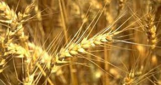 Цената на пшеницата се стабилизира