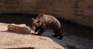 Бюрократични спънки бавят ремонта на зоологическата градина в Пловдив