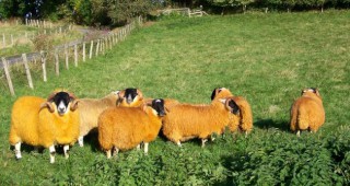 Фермер си боядиса овцете оранжеви