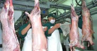 Цените на едро на агнешкото месо се движат между 10,75 и 13,60 лв./кг кланично тегло