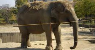 Зоологическата градина в София организира ден на осиновителите