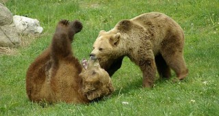Нетрадиционно отбелязват Великден в Парка за танцуващи мечки край Белица