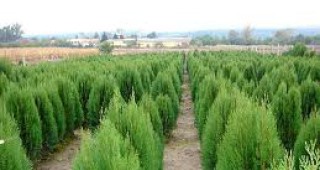 Над 110 дръвчета ще бъдат засадени в Ямбол