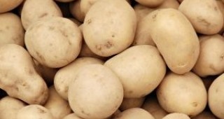 Крадат картофи от кюстендилска нива