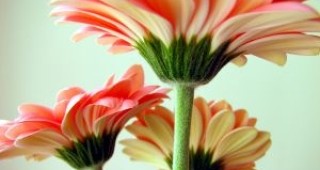 Учени създават цветя с по-силен аромат
