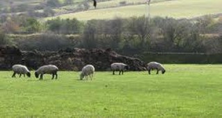 Овцевъдите от Смолянска област са готови за стачни действия